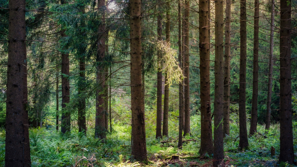 Müllsammeln im Wald